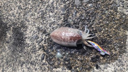 今年初のコウイカ！！