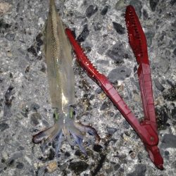 久しぶりにヤリイカ！