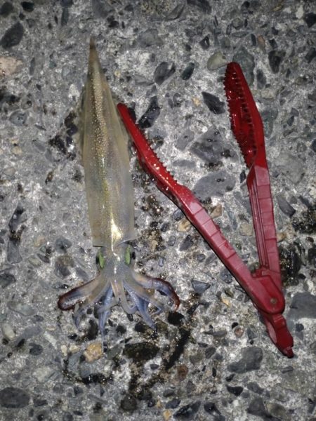 久しぶりにヤリイカ！