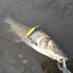 九頭竜川水系にて…