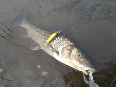 九頭竜川水系にて…