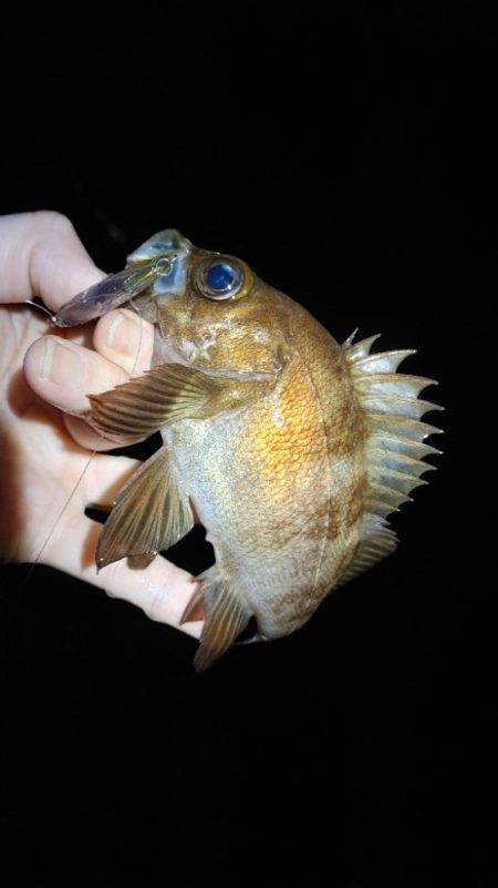 メバルプラッキング