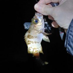 メバルプラッキング