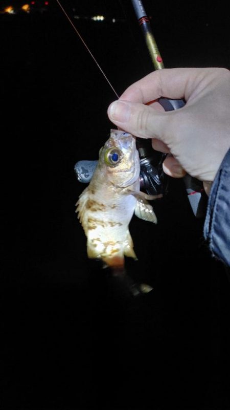 メバルプラッキング