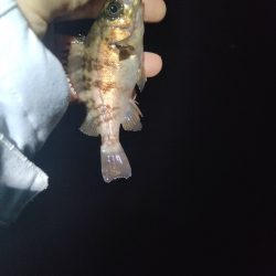 久々メバリング