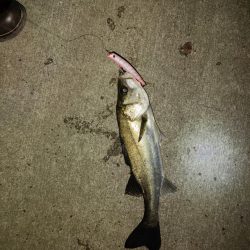 やっと釣れました！