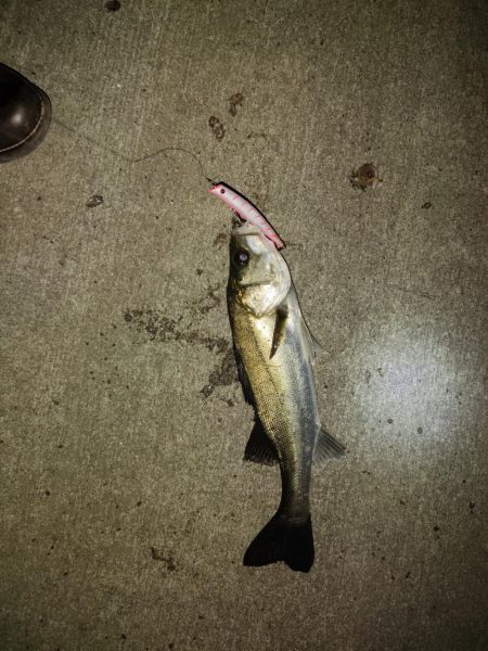 やっと釣れました！