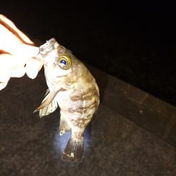 久しぶりの魚