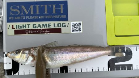 チョイ投げデビュー3日目