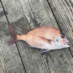 たかたかの釣り日記