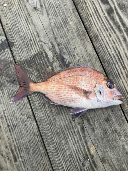 たかたかの釣り日記