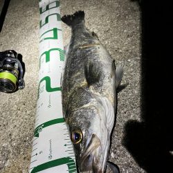 マッチザベイトでシーバス