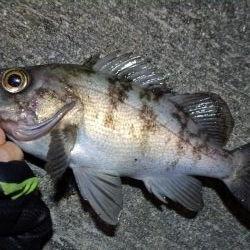 2024/04/01 南港ライトゲーム釣行