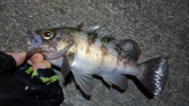 2024/04/01 南港ライトゲーム釣行