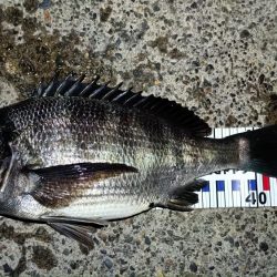 2024/04/04 舞洲ヘチ釣り釣行