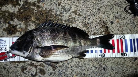 2024/04/04 舞洲ヘチ釣り釣行