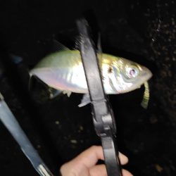 アジング＠南港