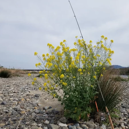 サクラ咲かないので菜の花満開花見