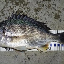 2024/04/09 舞洲方面ヘチ釣り釣行