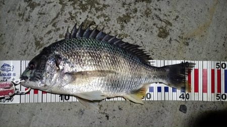 2024/04/09 舞洲方面ヘチ釣り釣行…