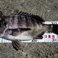 2024/04/10 舞洲方面ヘチ釣り釣行