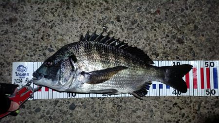 2024/04/11 舞洲方面ヘチ釣り釣行…