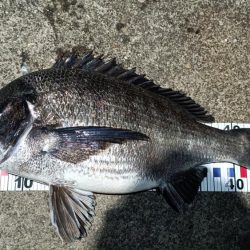 2024/04/12 舞洲方面ヘチ釣り釣行（歳無し釣果有り）