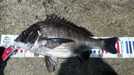 2024/04/12 舞洲方面ヘチ釣り釣行…