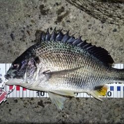 2024/04/13 南港ヘチ釣り釣行