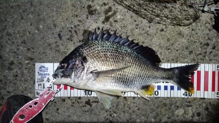 2024/04/13 南港ヘチ釣り釣行