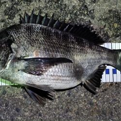 2024/04/14 南港ヘチ釣り釣行