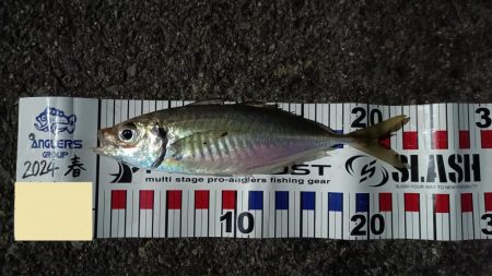 2024/04/15 南港ライトゲーム釣行…