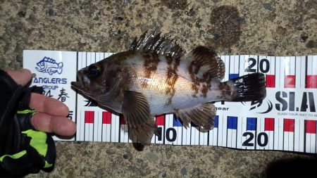 2024/04/19 南港ライトゲーム釣行…