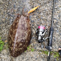 コウイカエギングとメバリング