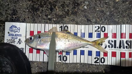 2024/04/26 南港ライトゲーム釣行…