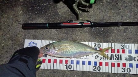 2024/04/27 南港ライトゲーム釣行…