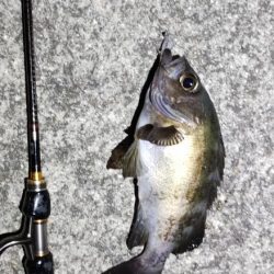 メバルプラッギング