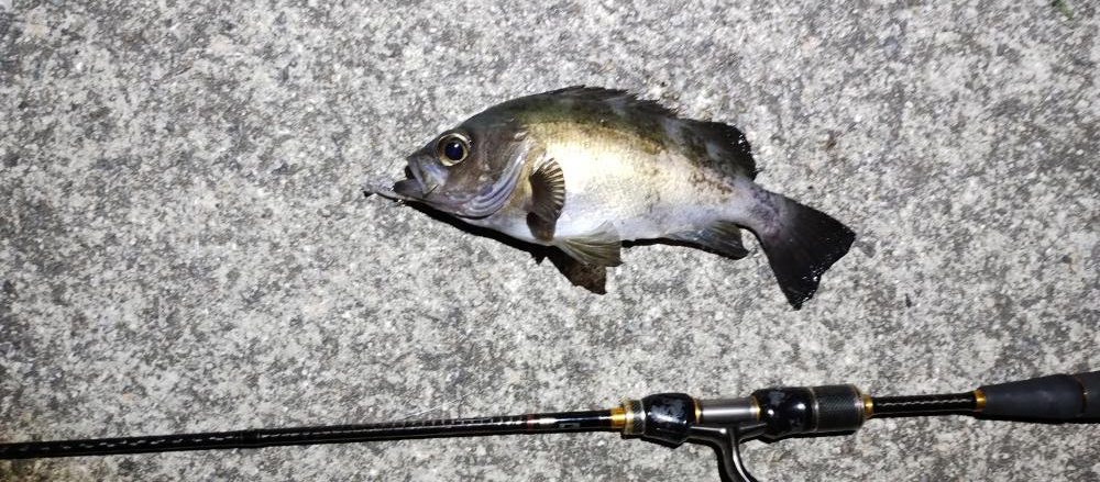 メバルプラッギング