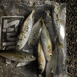 ひさびさのアジ