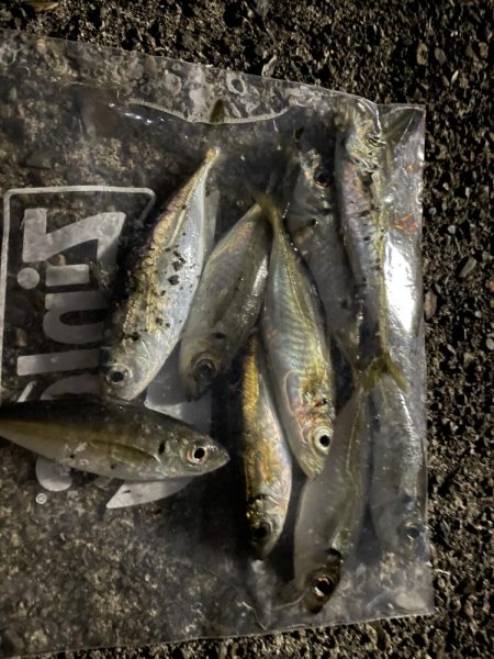 ひさびさのアジ