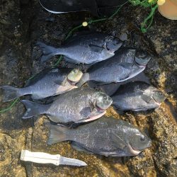 須江港から沖磯でフカセ