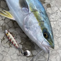 久しぶりの釣果