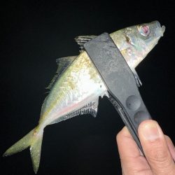 春のデカアジ探し