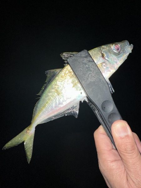 春のデカアジ探し