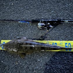 最近フラットフィッシュとの相性がいい