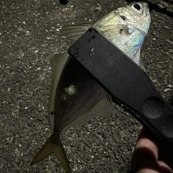 メバル不在からのアジ