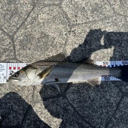 チヌとマゴチを狙ってみました！