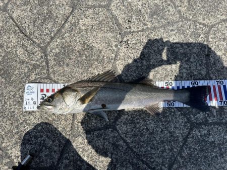 チヌとマゴチを狙ってみました！