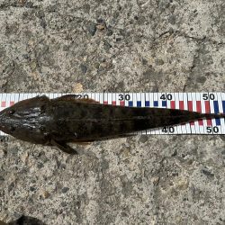 ロックショア不発も港内で良型マゴチ！