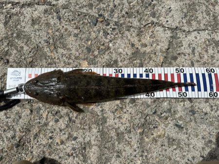 ロックショア不発も港内で良型マゴチ！